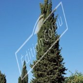 Cupressus sempervirens entier hiver