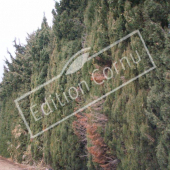 Cupressus sempervirens haie