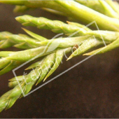 Juniperus X pfitzeriana ‘Pfitzeriana aurea’ détail genre