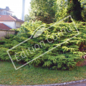 Juniperus X pfitzeriana ‘Pfitzeriana aurea’ entier hiver