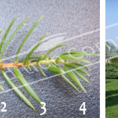 Juniperus communis ‘Hibernica’ 2 photos entier