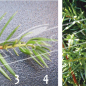 Juniperus communis ‘Hibernica’ 2 photos rameau