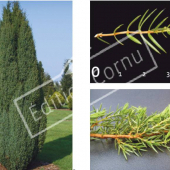Juniperus communis ‘Hibernica’ 3 photos