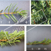 Juniperus communis ‘Hibernica’ 4 photos
