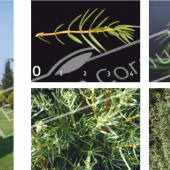 Juniperus communis ‘Hibernica’ 5 photos