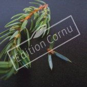 Juniperus communis ‘Hibernica’ détail genre