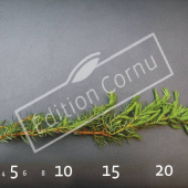 Juniperus communis ‘Hibernica’ rameau CM