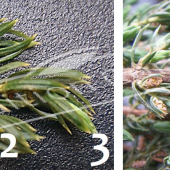 Juniperus communis ‘Repanda’ 2 photos détails