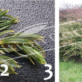 Juniperus communis ‘Repanda’ 2 photos entier