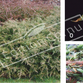 Juniperus communis ‘Repanda’ 3 photos
