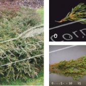 Juniperus communis ‘Repanda’ 5 photos