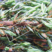 Juniperus communis ‘Repanda’ détail genre