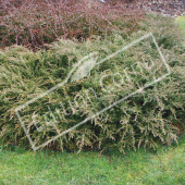 Juniperus communis ‘Repanda’ entier hiver