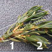 Juniperus communis ‘Repanda’ feuille CM