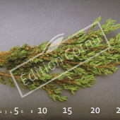 Juniperus communis ‘Repanda’ rameau CM