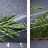 Juniperus sabina ‘Tamariscifolia’ 2 photos détail