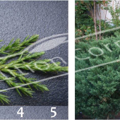 Juniperus sabina ‘Tamariscifolia’ 2 photos entier