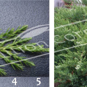 Juniperus sabina ‘Tamariscifolia’ 2 photos rameau