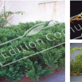 Juniperus sabina ‘Tamariscifolia’ 3 photos