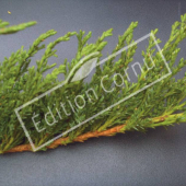 Juniperus sabina ‘Tamariscifolia’ détail genre