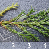 Juniperus sabina ‘Tamariscifolia’ feuille CM