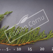 Juniperus sabina ‘Tamariscifolia’ rameau CM