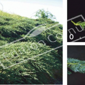 Juniperus squamata ‘Blue Carpet’ 3 photos