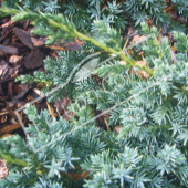 Juniperus squamata ‘Blue Carpet’ détail genre