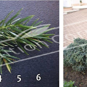 Juniperus squamata ‘Blue Star’ 2 photos entier