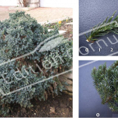 Juniperus squamata ‘Blue Star’ 3 photos