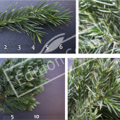 Juniperus squamata ‘Blue Star’ 4 photos