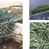 Juniperus squamata ‘Blue Star’ 5 photos
