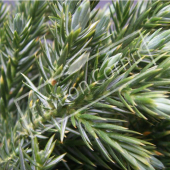 Juniperus squamata ‘Blue Star’ détail genre