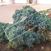 Juniperus squamata ‘Blue Star’ entier hiver