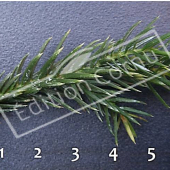 Juniperus squamata ‘Blue Star’ feuille CM