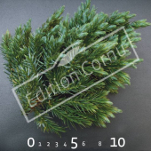Juniperus squamata ‘Blue Star’ rameau CM