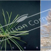 Larix decidua 2 photos entier double