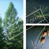 Larix decidua 3 photos