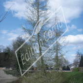 Larix decidua entier hiver