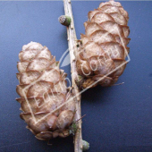 Larix decidua fruit 2