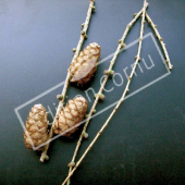 Larix decidua fruit