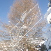 Larix entier hiver gerardmer