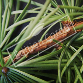 Larix kaempferi détail genre