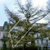 Larix kaempferi entier hiver