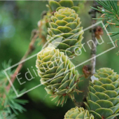 Larix kaempferi fruit jeune