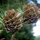 Larix kaempferi fruit