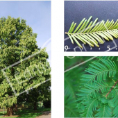Metasequoia glyptostroboides 3 photos