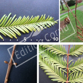 Metasequoia glyptostroboides 4 photos
