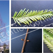 Metasequoia glyptostroboides 5 photos double