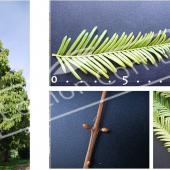 Metasequoia glyptostroboides 5 photos